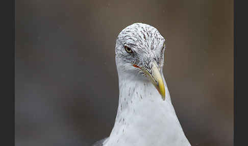 Mittelmeermöwe (Larus michahellis)