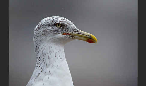 Mittelmeermöwe (Larus michahellis)