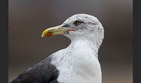 Mittelmeermöwe (Larus michahellis)