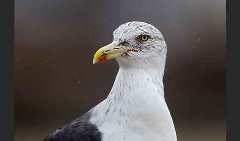 Mittelmeermöwe (Larus michahellis)