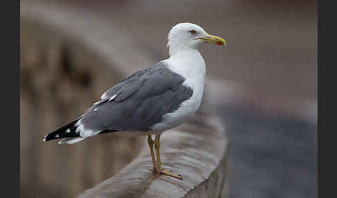 Mittelmeermöwe (Larus michahellis)