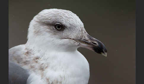 Mittelmeermöwe (Larus michahellis)