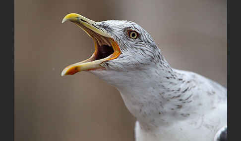 Mittelmeermöwe (Larus michahellis)