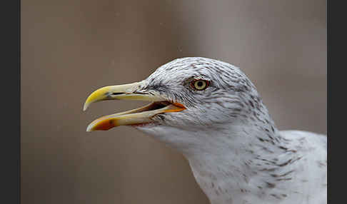 Mittelmeermöwe (Larus michahellis)