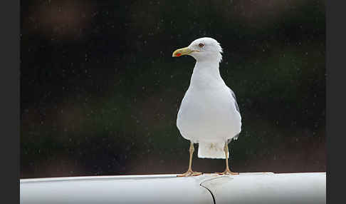 Mittelmeermöwe (Larus michahellis)