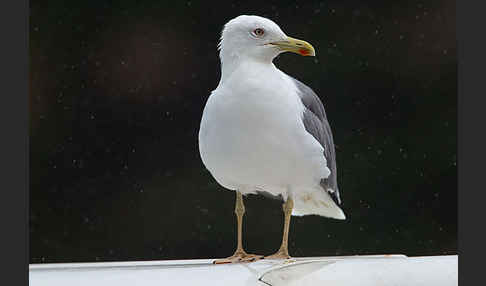 Mittelmeermöwe (Larus michahellis)