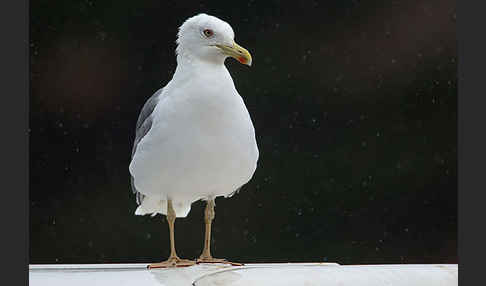 Mittelmeermöwe (Larus michahellis)