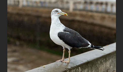 Mittelmeermöwe (Larus michahellis)