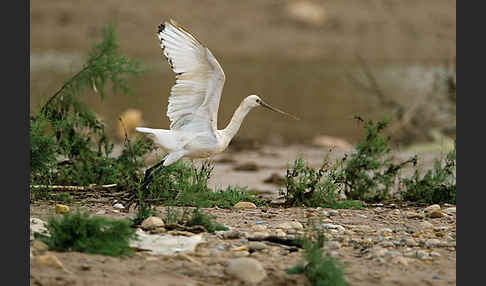 Löffler (Platalea leucorodia)