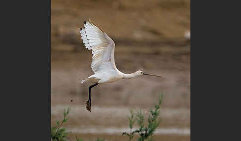 Löffler (Platalea leucorodia)