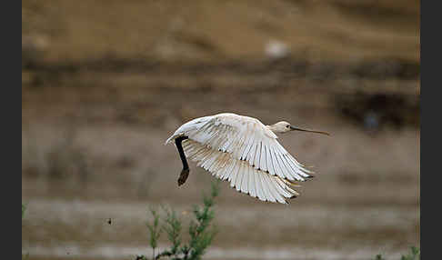 Löffler (Platalea leucorodia)