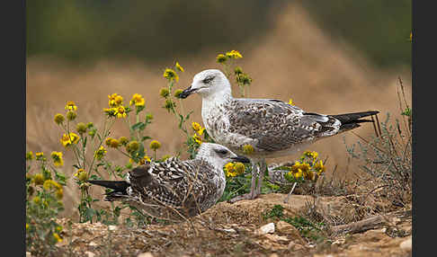 Mittelmeermöwe (Larus michahellis)