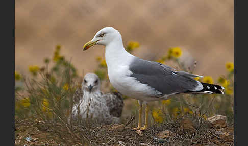 Mittelmeermöwe (Larus michahellis)