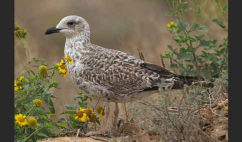 Mittelmeermöwe (Larus michahellis)