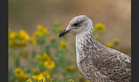 Mittelmeermöwe (Larus michahellis)