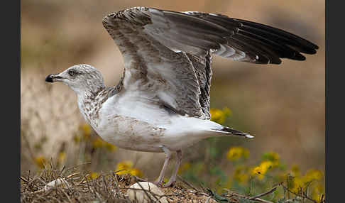 Mittelmeermöwe (Larus michahellis)