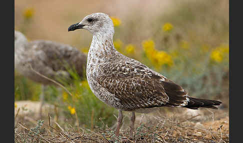 Mittelmeermöwe (Larus michahellis)