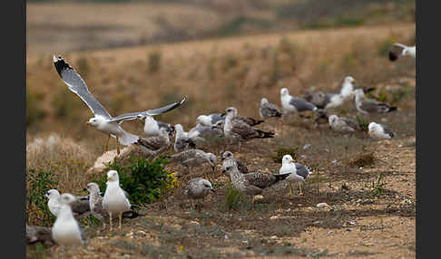 Mittelmeermöwe (Larus michahellis)