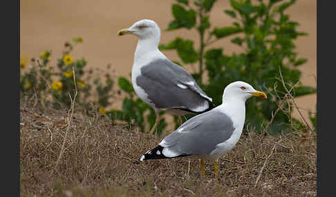 Mittelmeermöwe (Larus michahellis)