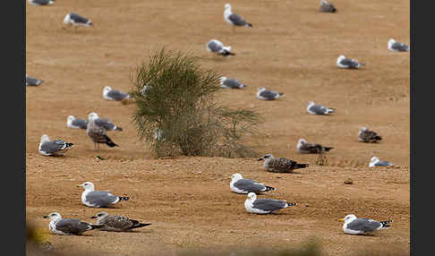 Mittelmeermöwe (Larus michahellis)