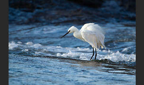 Seidenreiher (Egretta garzetta)