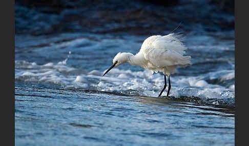 Seidenreiher (Egretta garzetta)