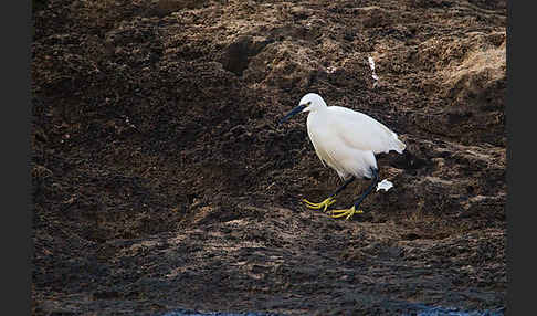 Seidenreiher (Egretta garzetta)