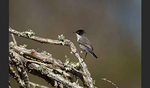 Samtkopfgrasmücke (Sylvia melanocephala)