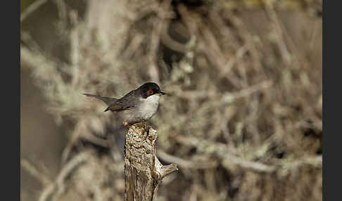 Samtkopfgrasmücke (Sylvia melanocephala)