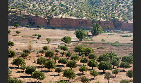 Olivenbaum (Olea europaea)