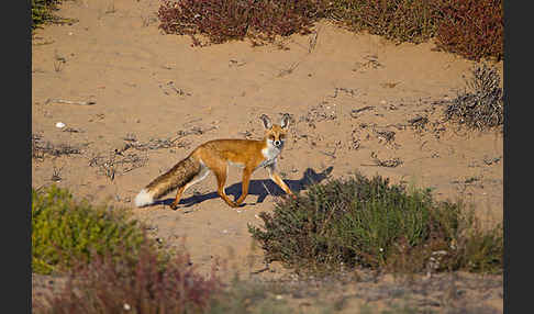 Rotfuchs (Vulpes vulpes)