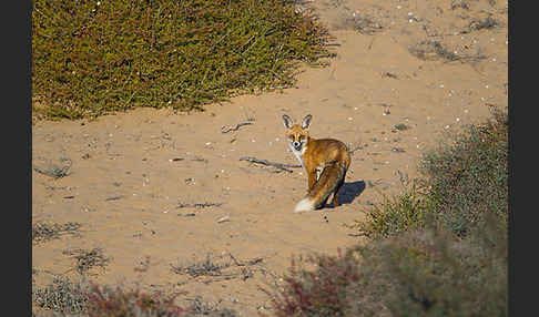 Rotfuchs (Vulpes vulpes)