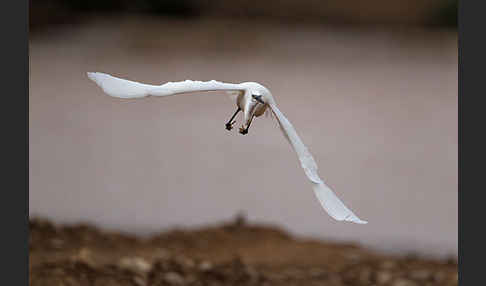 Seidenreiher (Egretta garzetta)