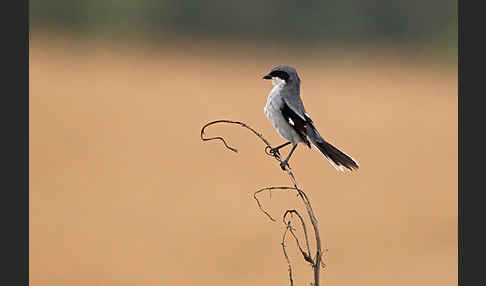 Raubwürger (Lanius excubitor koenigi)