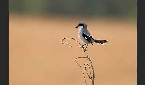 Raubwürger (Lanius excubitor koenigi)