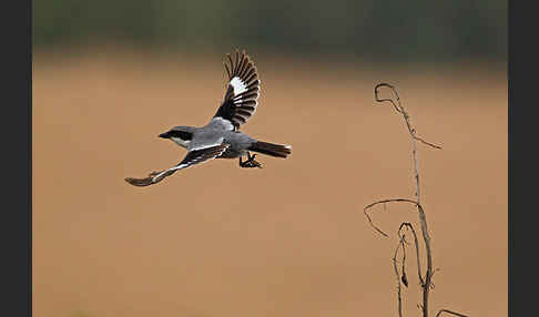 Raubwürger (Lanius excubitor koenigi)