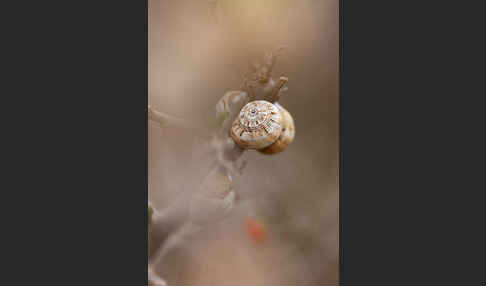 Sparriger Bocksdorn (Lycium intricatum)