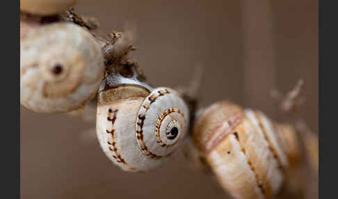 Sparriger Bocksdorn (Lycium intricatum)