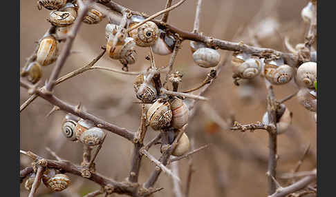 Sparriger Bocksdorn (Lycium intricatum)