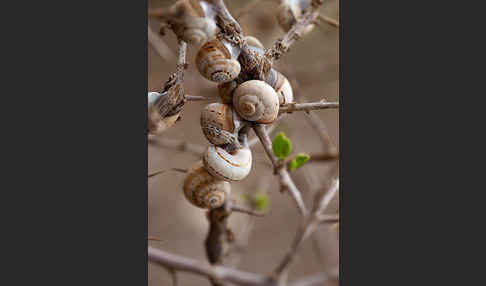 Sparriger Bocksdorn (Lycium intricatum)