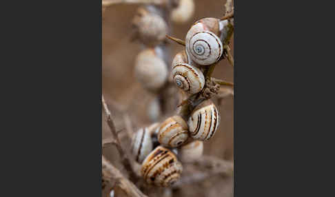 Sparriger Bocksdorn (Lycium intricatum)