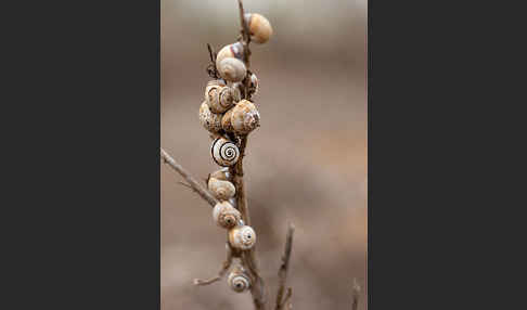 Sparriger Bocksdorn (Lycium intricatum)