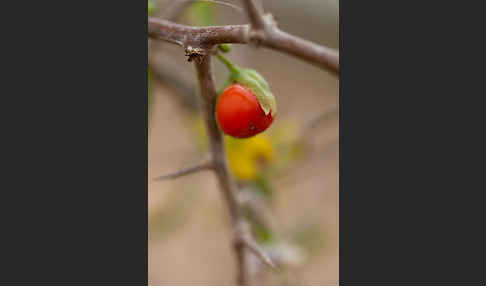 Sparriger Bocksdorn (Lycium intricatum)