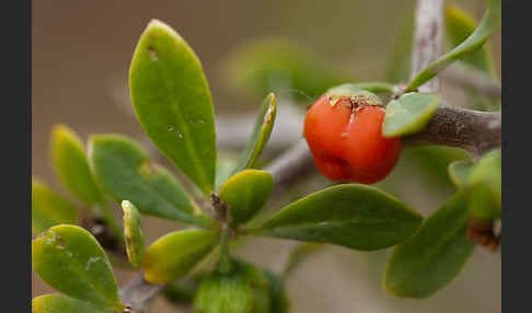 Sparriger Bocksdorn (Lycium intricatum)