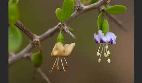 Sparriger Bocksdorn (Lycium intricatum)