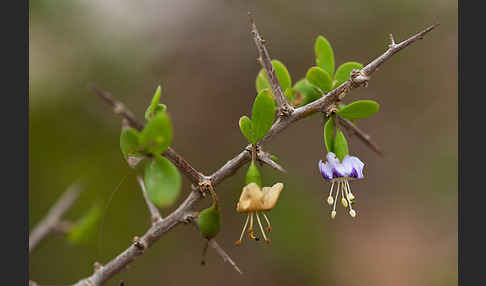 Sparriger Bocksdorn (Lycium intricatum)