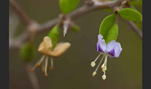 Sparriger Bocksdorn (Lycium intricatum)