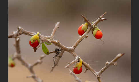 Sparriger Bocksdorn (Lycium intricatum)