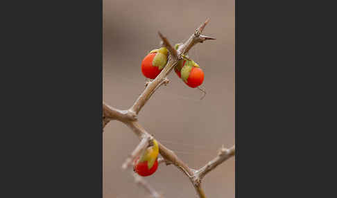 Sparriger Bocksdorn (Lycium intricatum)