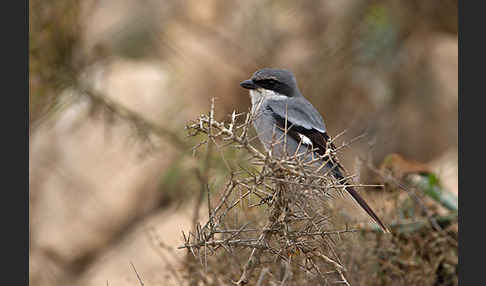 Raubwürger (Lanius excubitor koenigi)